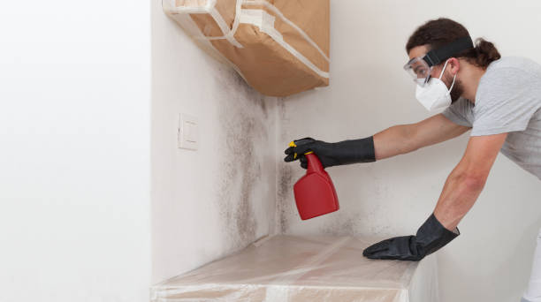 Professional Black Mold Remediation technician working in Linden, MI