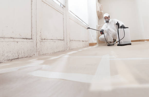 24/7 Emergency Black Mold Remediation experts in Linden, MI