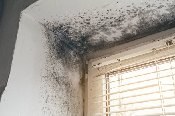 Affordable Black Mold Remediation solutions in Linden, MI