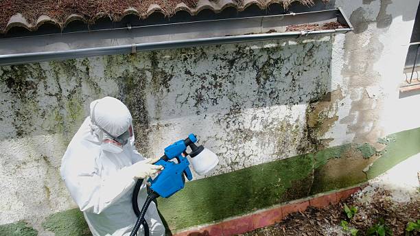 Top rated local Black Mold Remediation specialists in Linden, MI